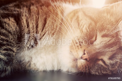 Picture of Cute small cat sleeping Happy expression